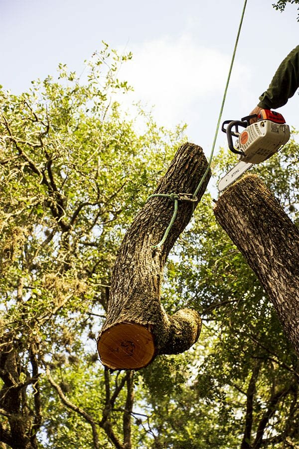 Tree Removal Services