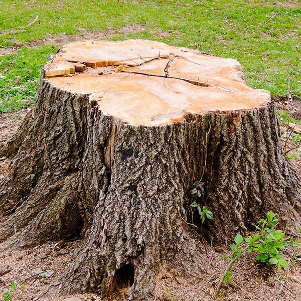 Stump Removal